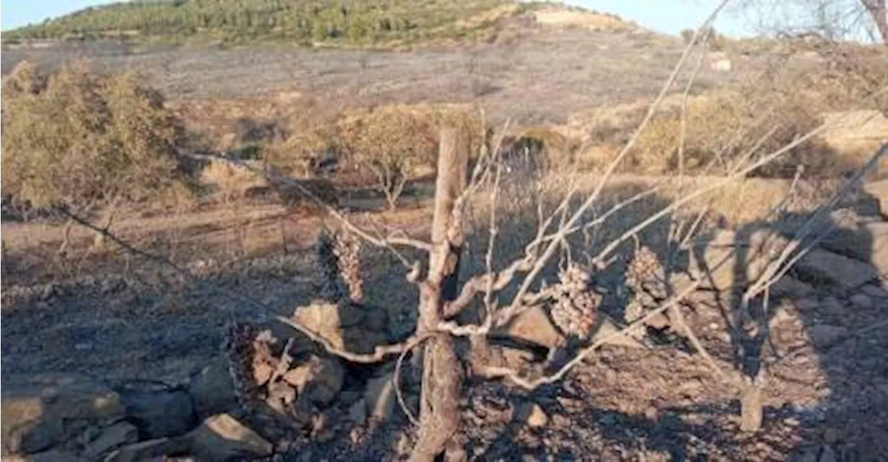 Près de 20ha de vignes de l’appellation muscat de Frontignan impactés