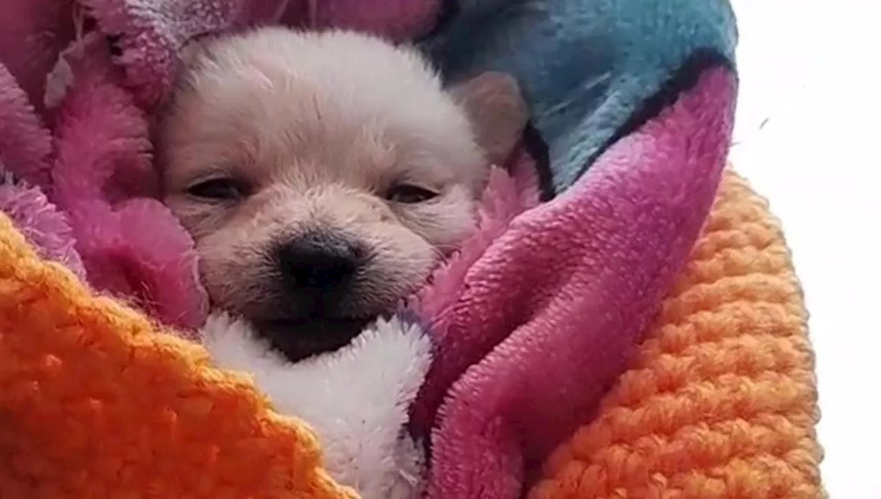 Una randagia partorisce un cucciolo affetto da una patologia rara, il lieto fine per il cane Sky Blue