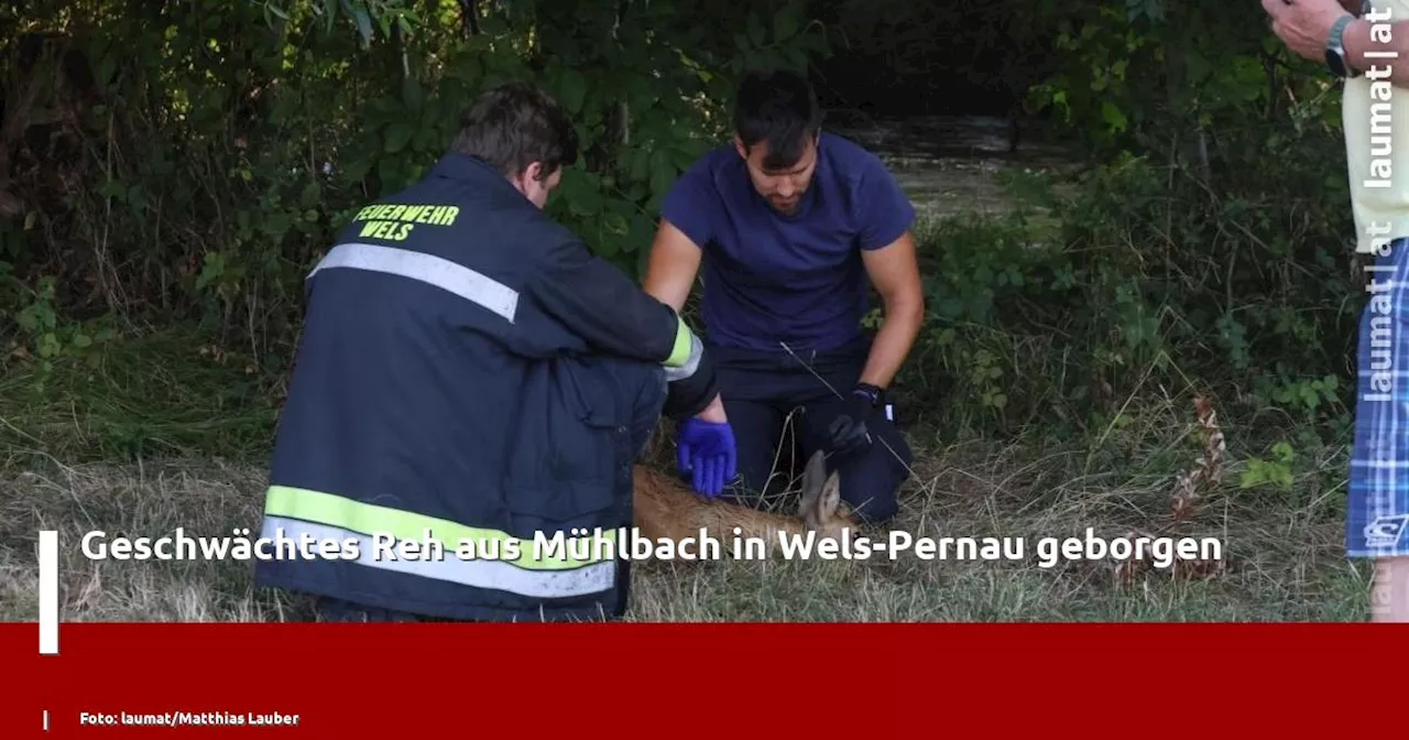 Geschwächtes Reh aus Mühlbach in Wels-Pernau geborgen