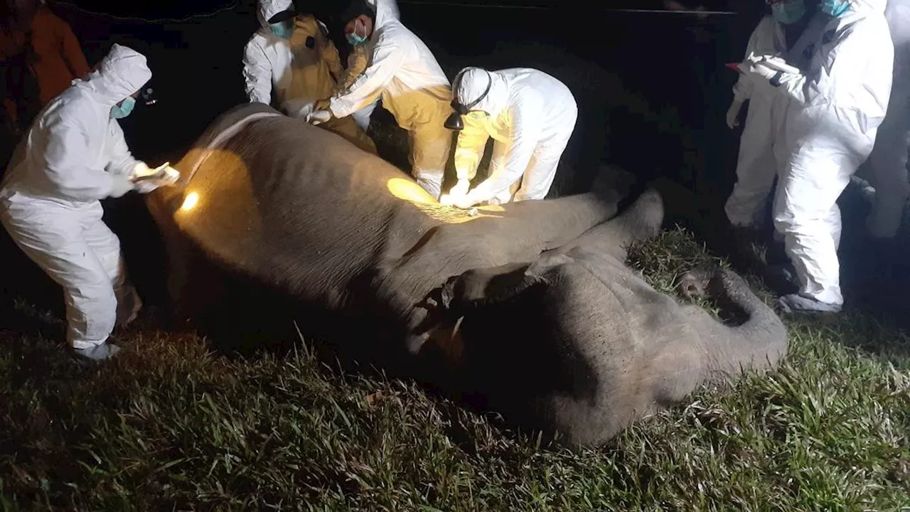 Gajah Betina 40 Tahun Ditemukan Mati di Taman Nasional Way Kambas Lampung