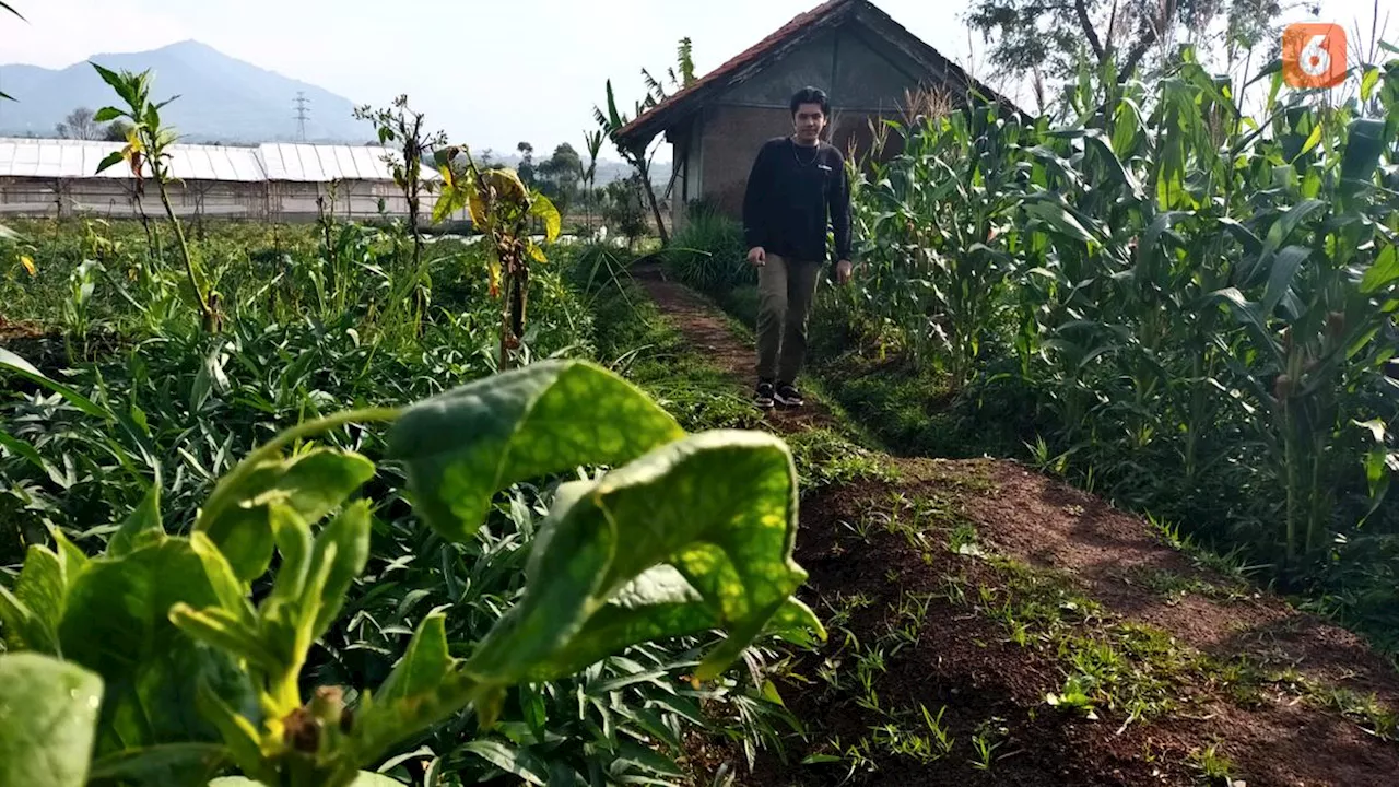 Petani Tembakau Tolak Keras Aturan Ini, Cemas Kemiskinan Baru Makin Banyak