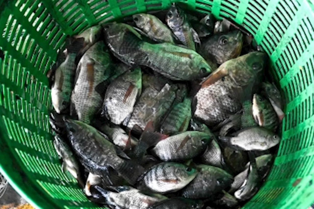 Thailand nets 1.3 million kg of highly destructive blackchin tilapia fish in battle to stamp out the invasive species