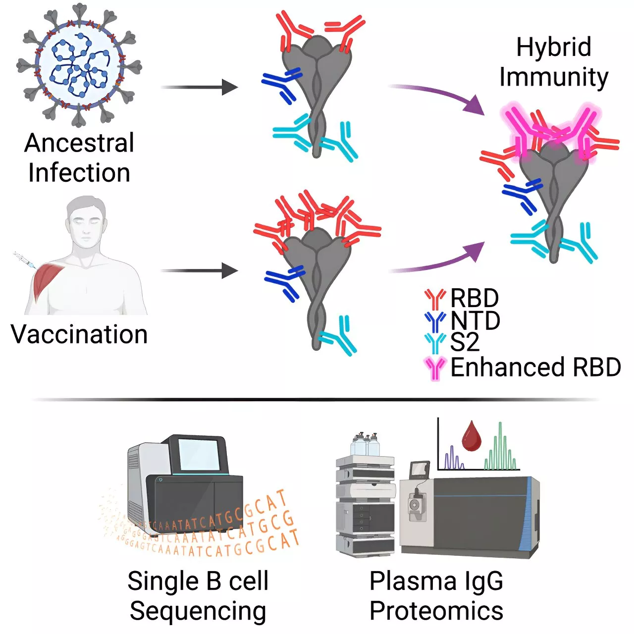 Newly discovered antibody protects against all COVID-19 variants