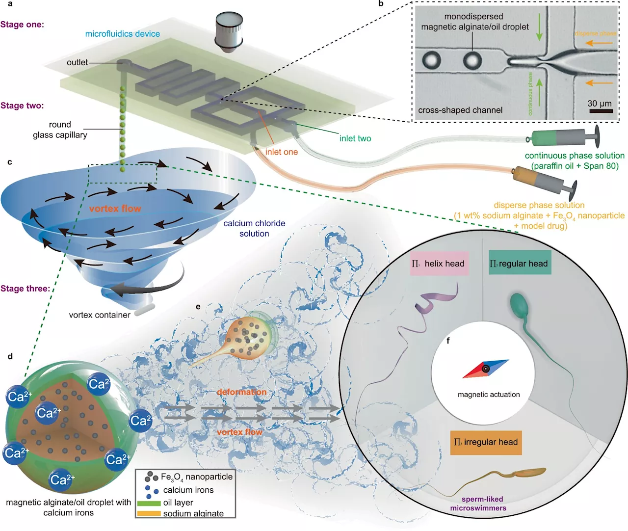 Novel platform for one-step production of sperm-like micro-robots could enhance precise drug delivery