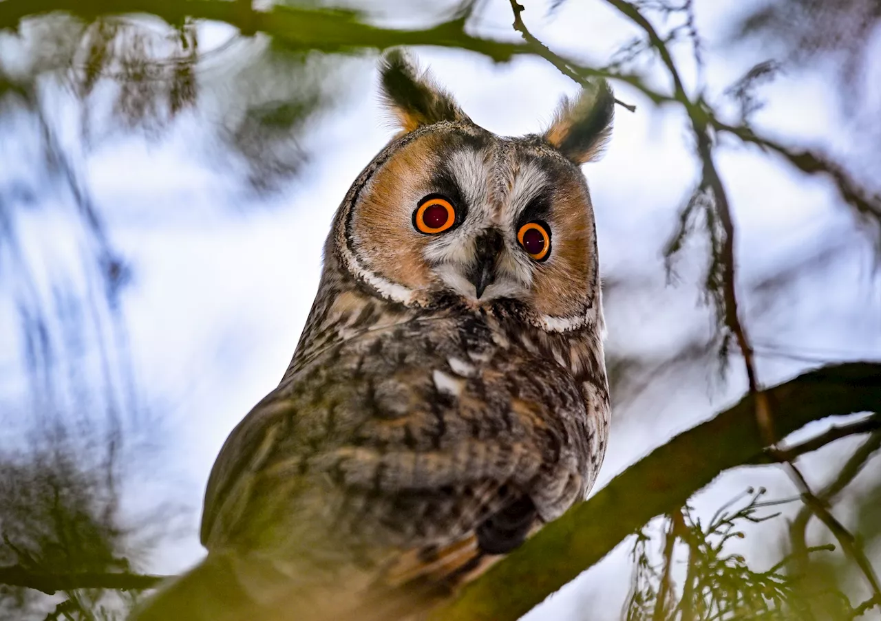 „Vogel des Jahres“ wird wieder gewählt