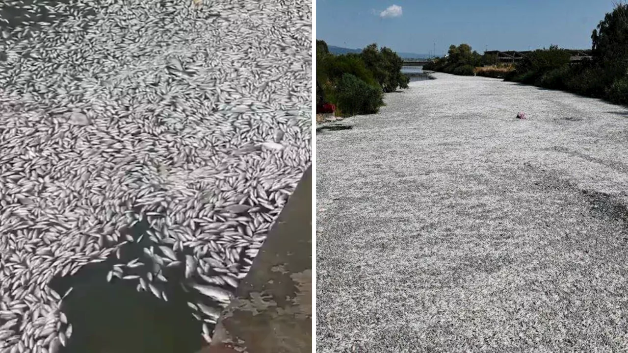 Flood Of Dead Fish: मरी हुई मछलियों के कारण इस देश में लगी इमरजेंसी, इंटरनेट पर वायरल हुए चौंकाने वाले वीडियो