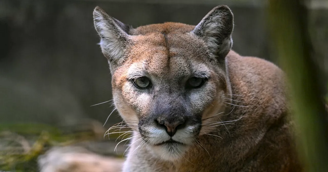 Mountain lion attacks 5-year-old boy at California state park