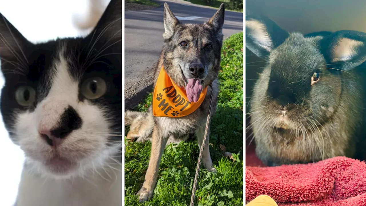 These San Diego senior pets are still looking to find their fur-ever homes