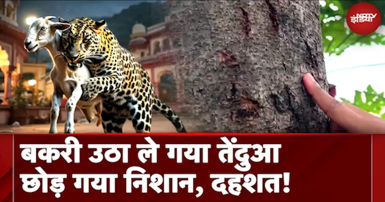 Hapur Leopard Attack News: बकरी उठा ले गया तेंदुआ छोड़ गया निशान, दहशत में गांव