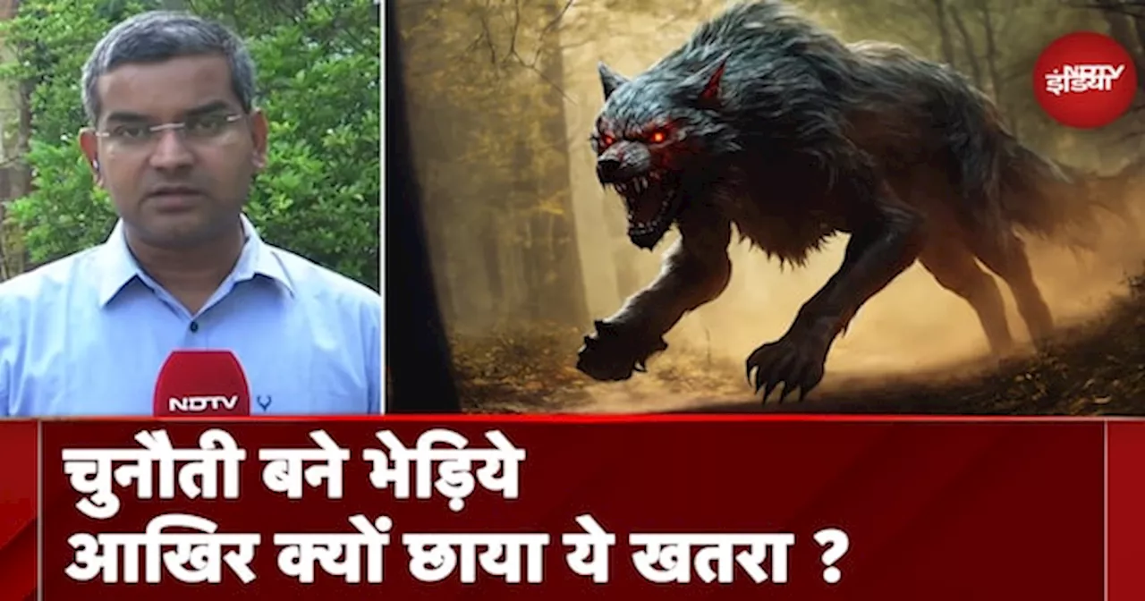 Wolf Attack: बहराइच में क्यों छाया भेड़ियों का आतंक, आखिर कब लगेगी इस पर लगाम