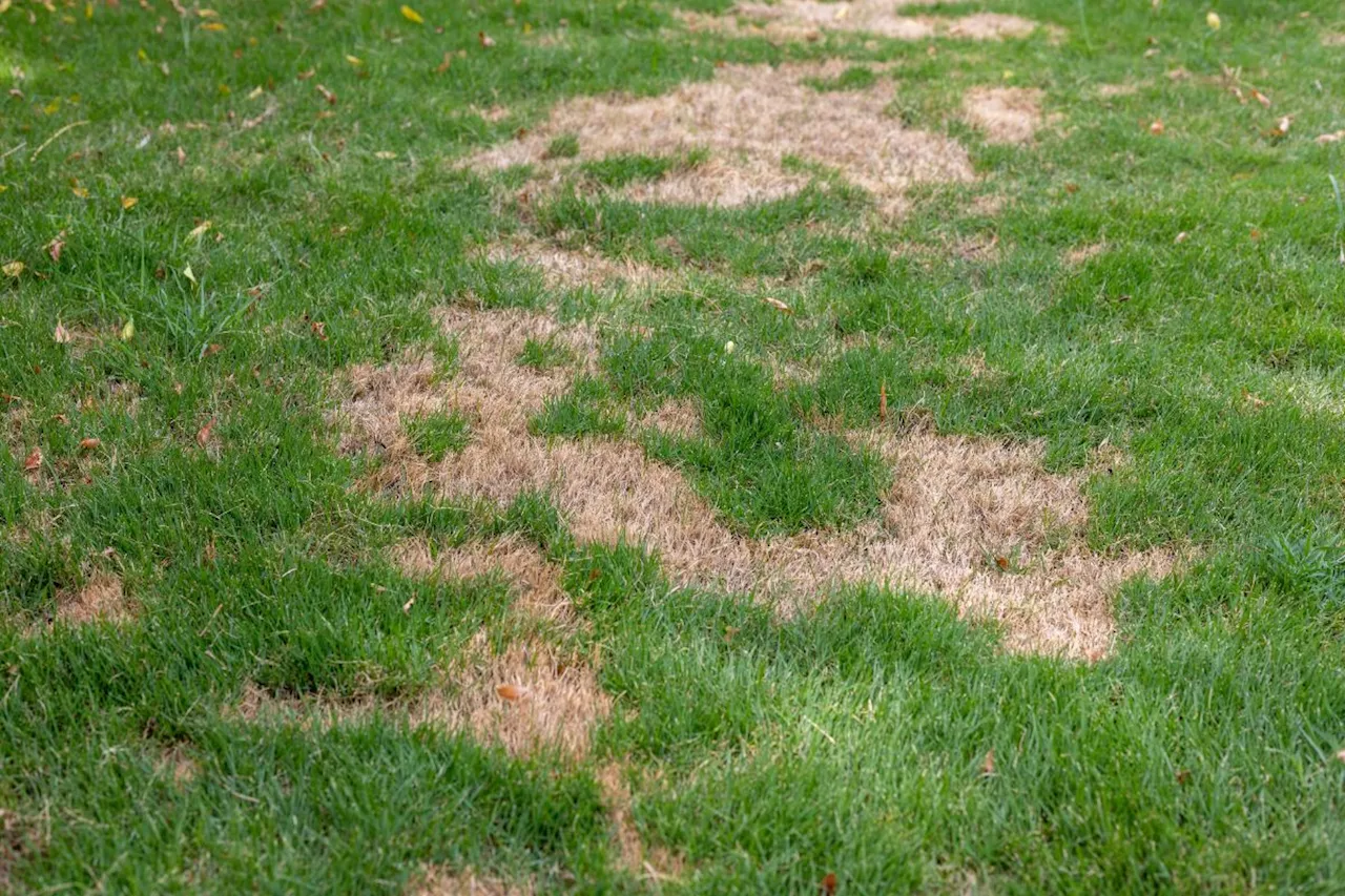 This little-known plant is the perfect solution to replace a sunburnt lawn