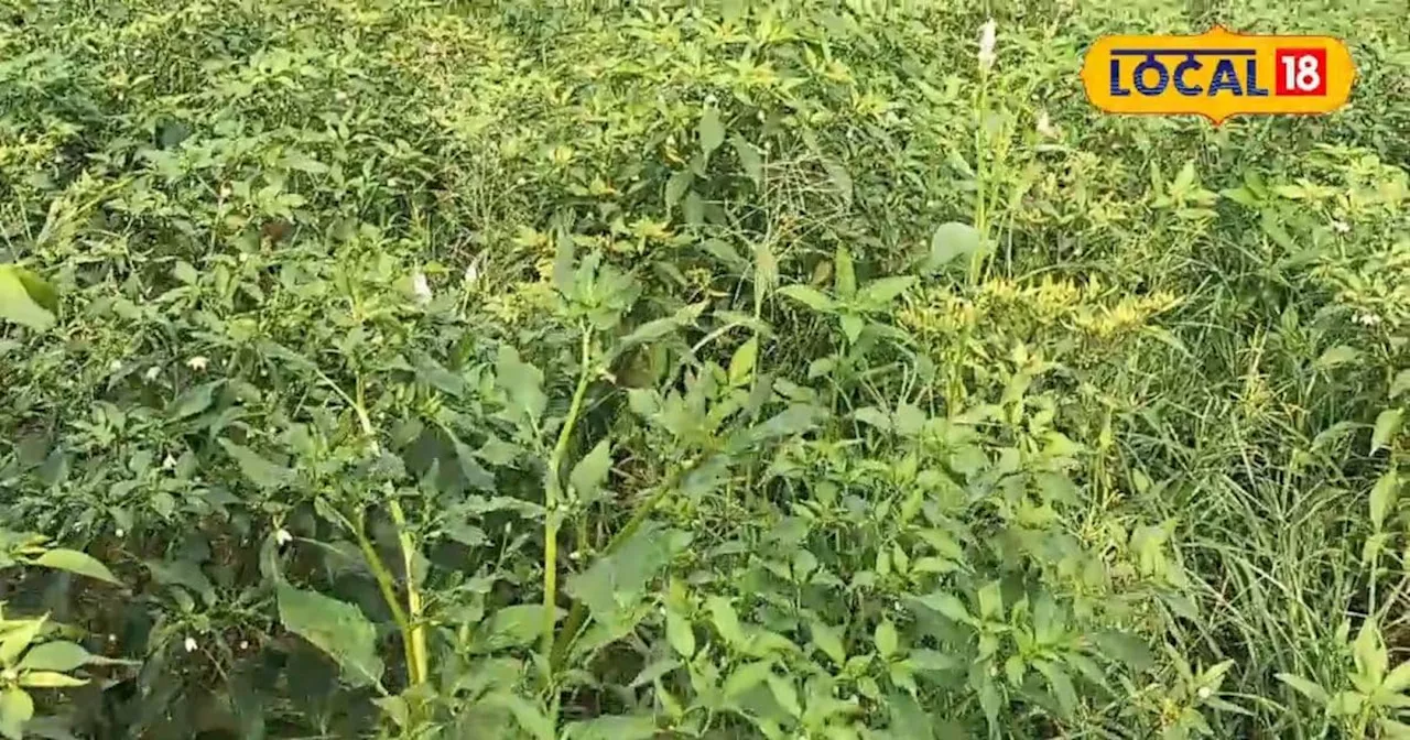 Chili Farming: मिर्च की खेती से करनी है बंपर कमाई, तो अपनाएं ये जरूरी टिप्स