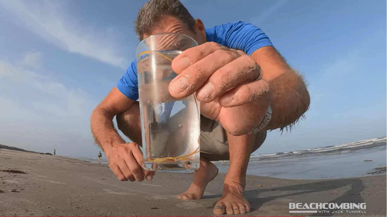 Fall weather to reveal seashells and sand dollars on Texas Gulf shores