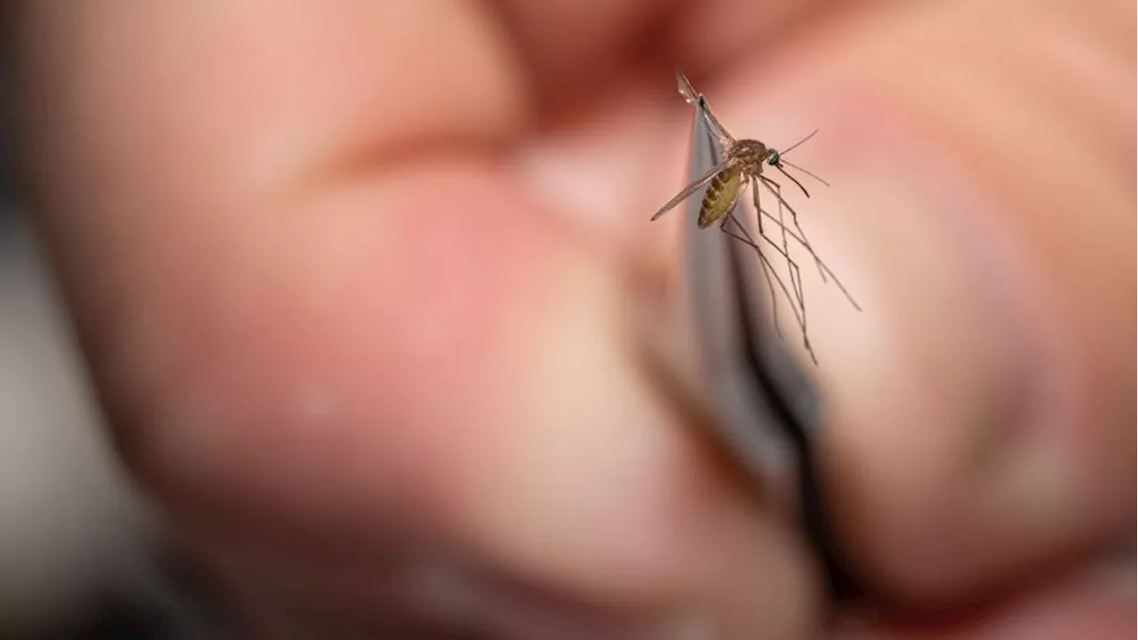 Spike in mosquitoes this year testing positive for West Nile Virus in San Antonio