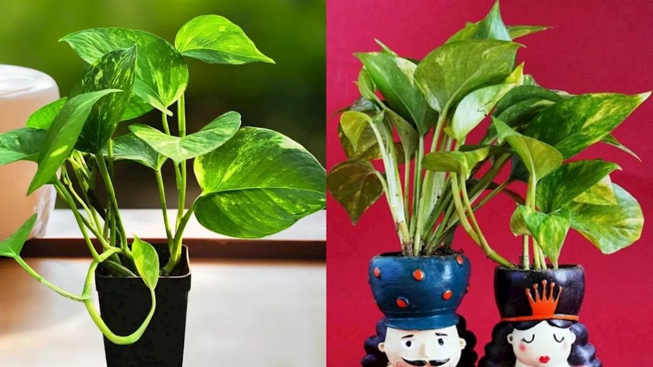 Money Plant Vastu Tips: गलत दिशा में लगा मनी प्लांट आपको कर देगा कंगाल, पाई-पाई के हो जाएंगे मोहताज!