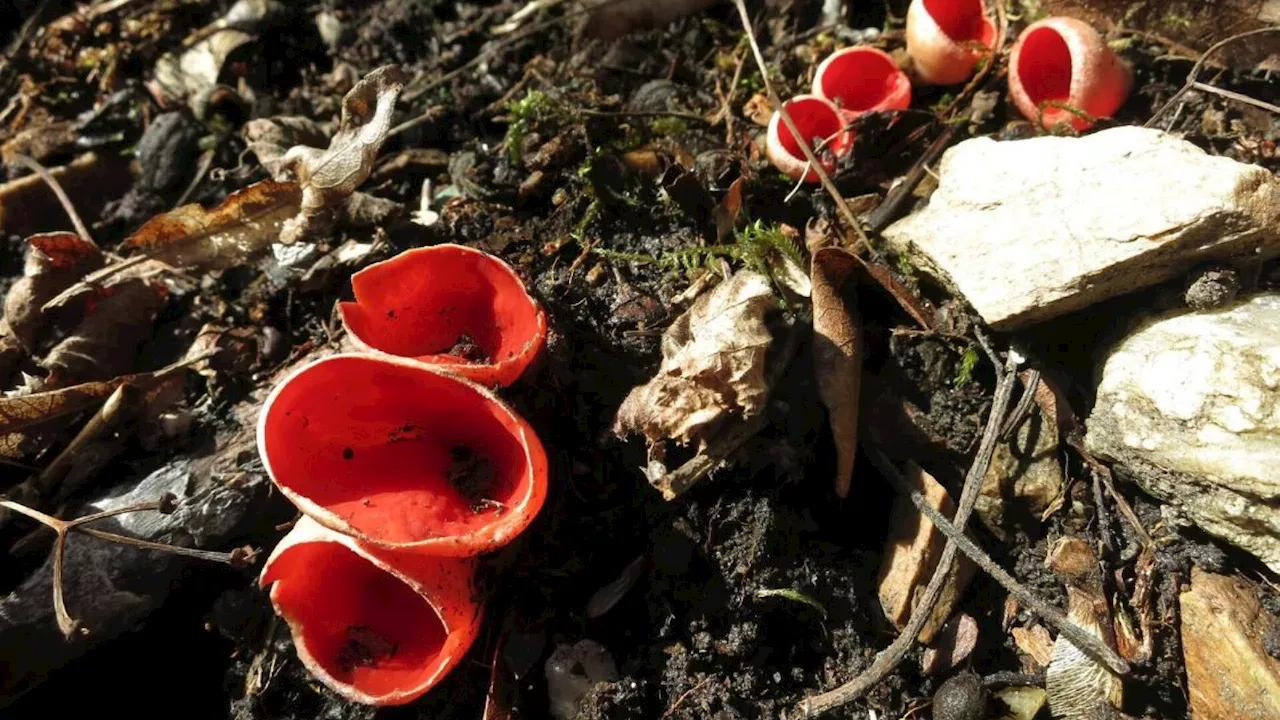 Kobolde, ein Eulen-Konzert und Pilze im Nationalpark Thayatal