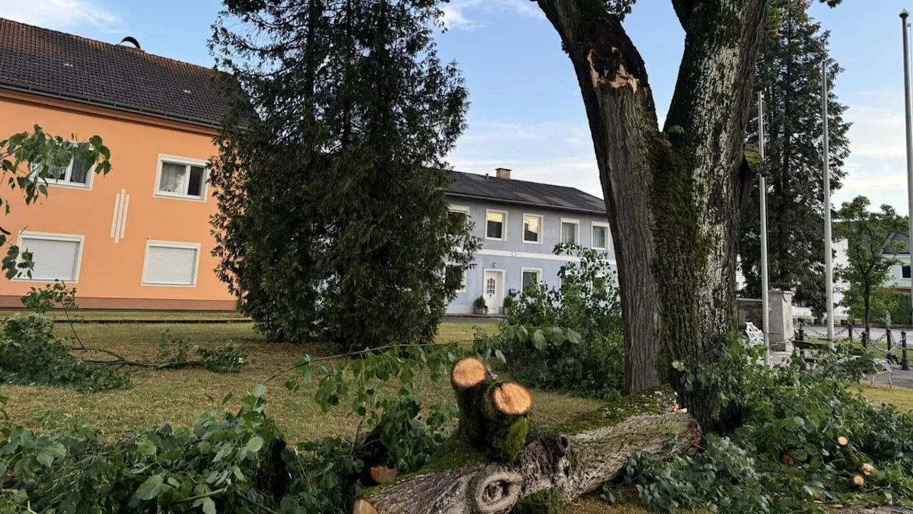 Unwetter setzte Linde am Neumarkter Marktplatz stark zu