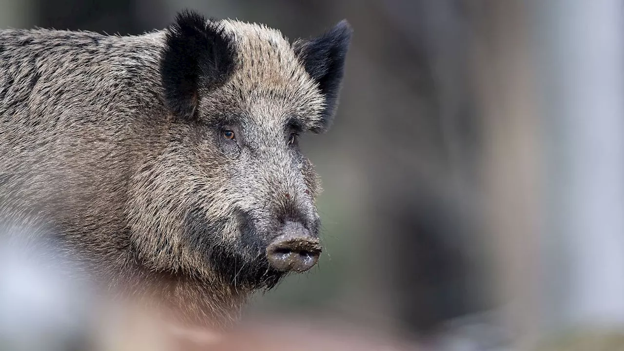 Hessen: Wieder mehr Wild in Hessen erlegt - Sorge um Schweinepest