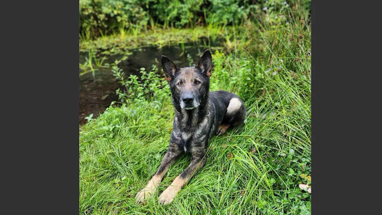 Driver caught by police dog after colliding with police vehicle