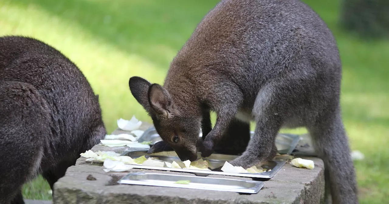 Nachwuchs und Innovation im Herforder Tierpark: „Besucher entdecken alle zwei Monate was Neues“