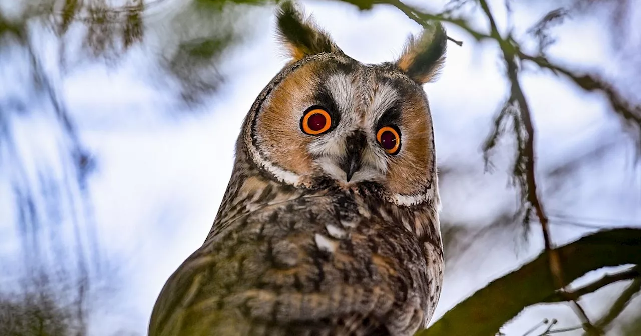 «Vogel des Jahres» wird wieder gewählt