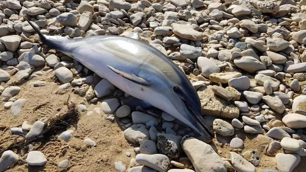 Piégés par la marée, dix dauphins échoués secourus sur une plage de Charente-Maritime