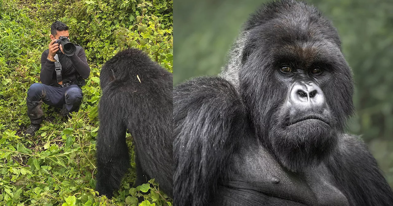 Endangered Experiences: Photographing the Mountain Gorilla in Rwanda