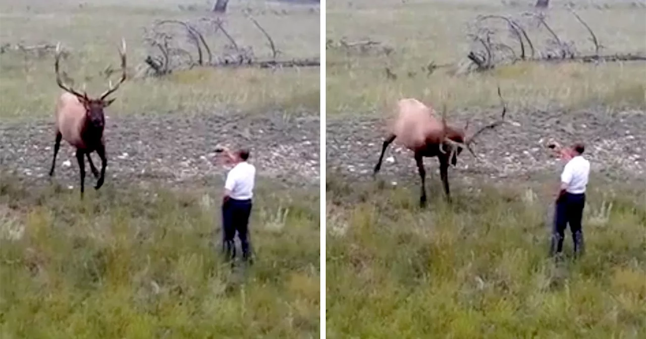 Yellowstone Park Officials Warn Photographers To Stay Away From Elk