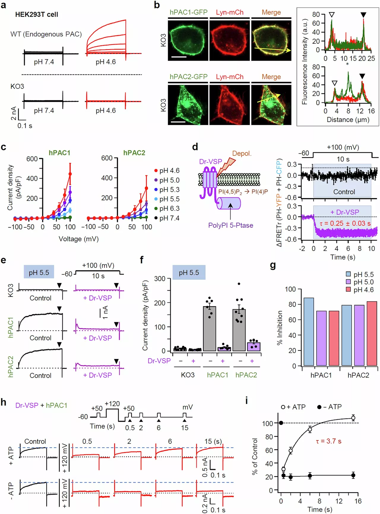 Preventing cell damage: Working principle of proton-activated chloride channels revealed