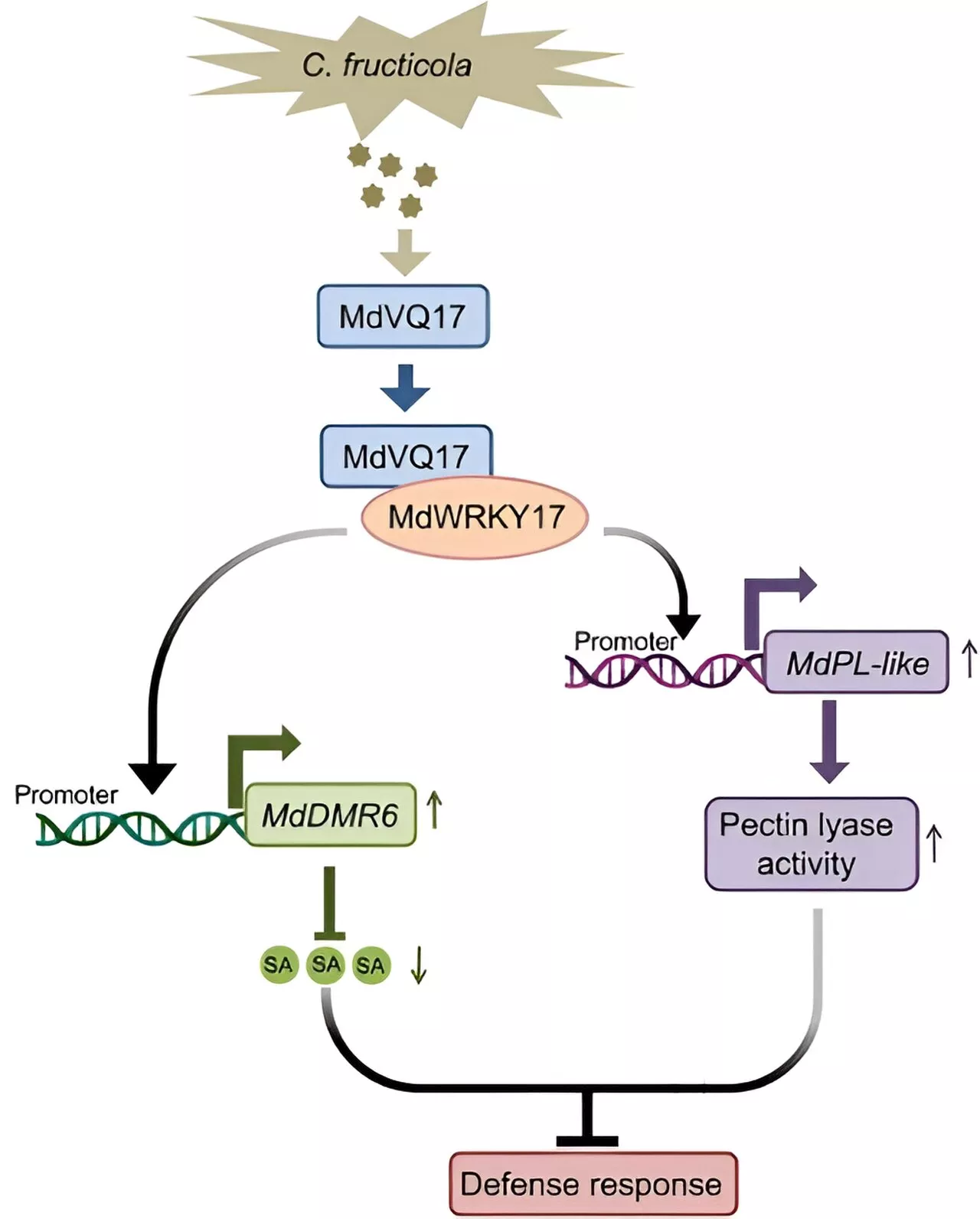 The apple's battle plan: Unraveling the molecular response to fungal infections