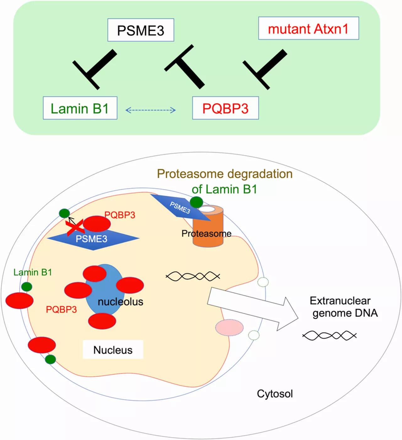 Unveiling the molecular mechanisms linking aging with neurodegenerative diseases