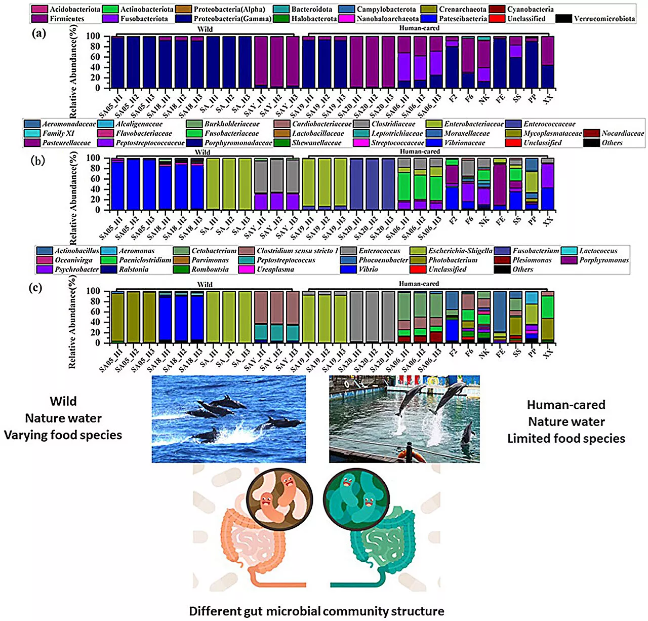 Wild and human-cared spotted dolphins harbor different gastrointestinal microbiomes, researchers find