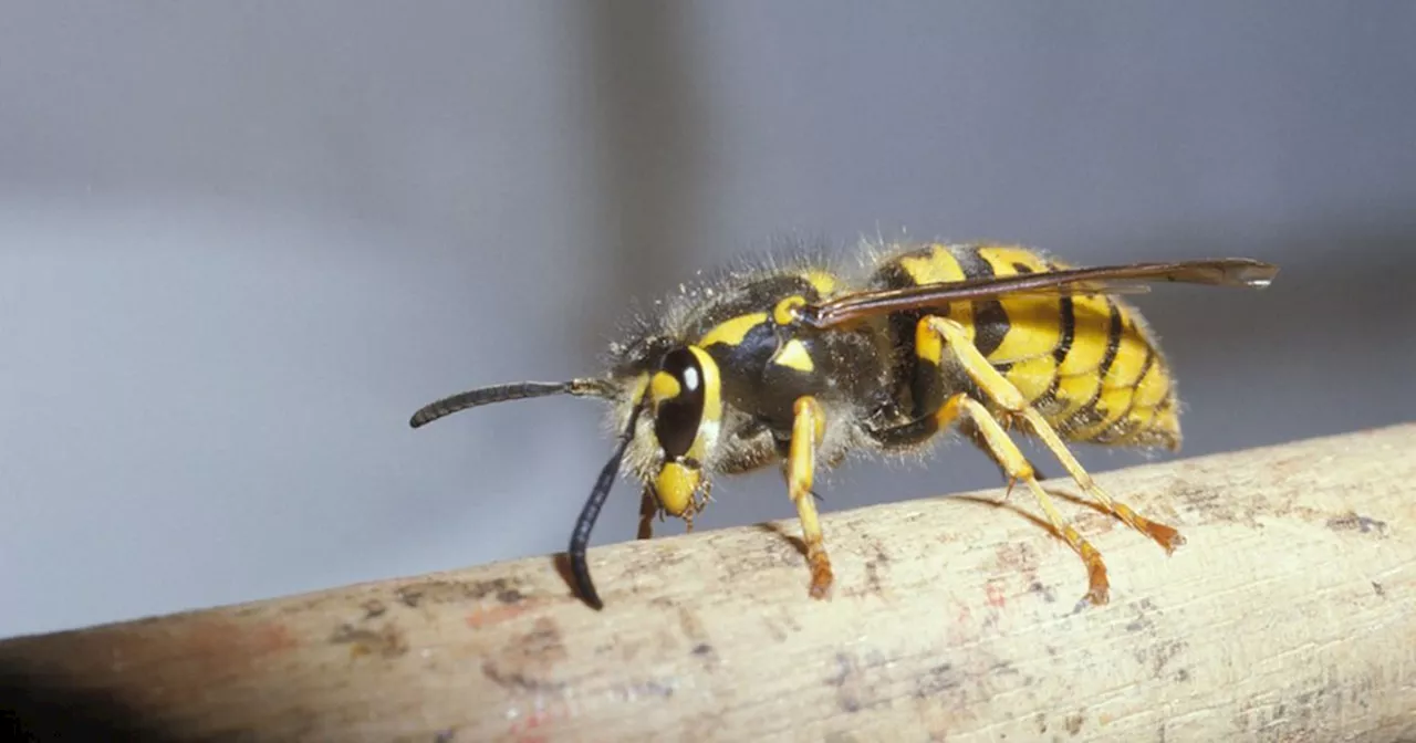 Insectenbestrijder ervaart gevolgen van tekort aan wespen: ‘Stuk minder werk voor ons’