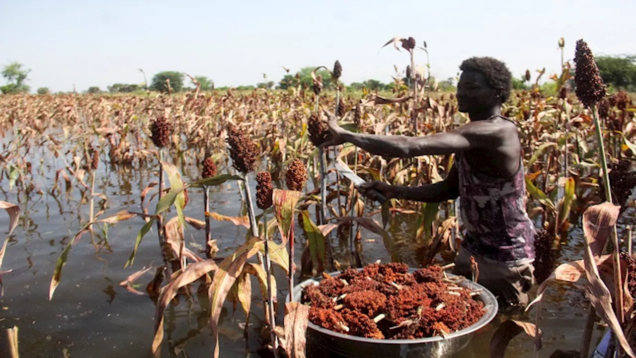 Armed with AI and cash, Nigerian farmers act before floods - SABC News - Breaking news, special reports,