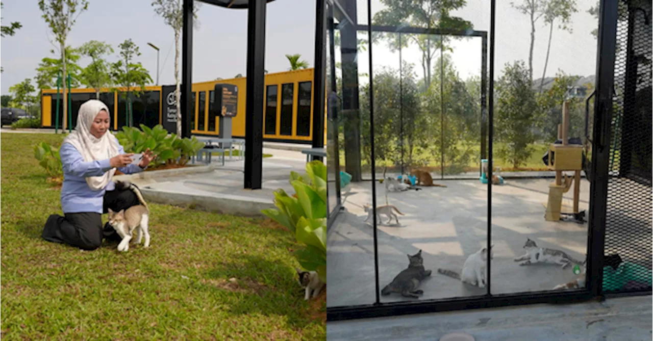 Mayor Denies Accusations Of Neglect At Klang Stray Cat Park Within 2 Weeks Of Its Opening