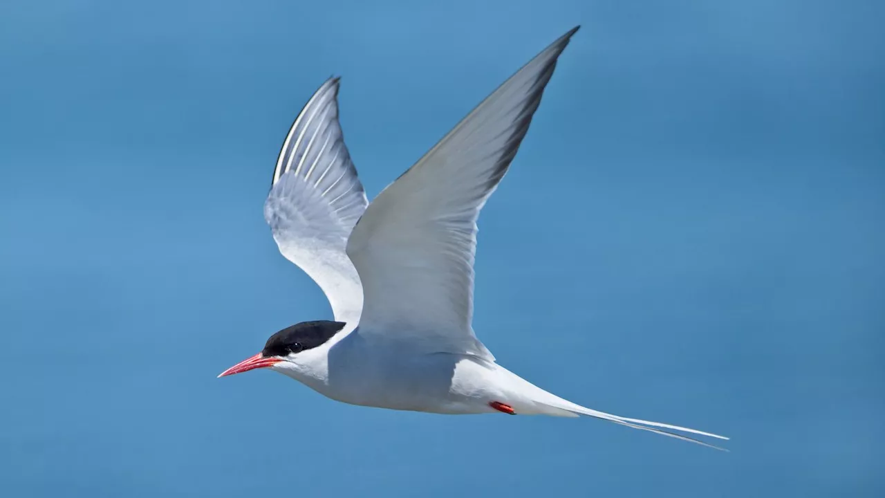  including the common gull - join list of Britain's most threatened seabirds