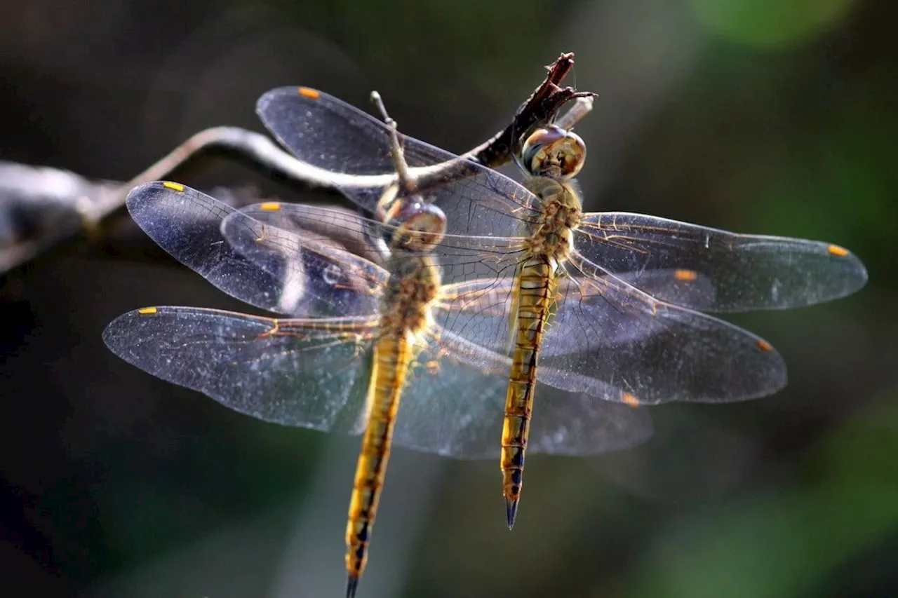 Eating insects in Japan included dragonflies, a tradition that surprises researchers