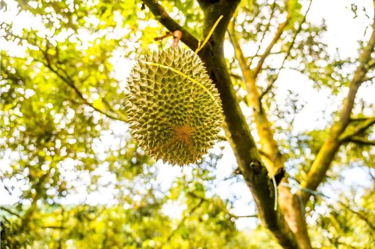 Economic Watch: Fresh Malaysian durians debut in China, set to spike in popularity