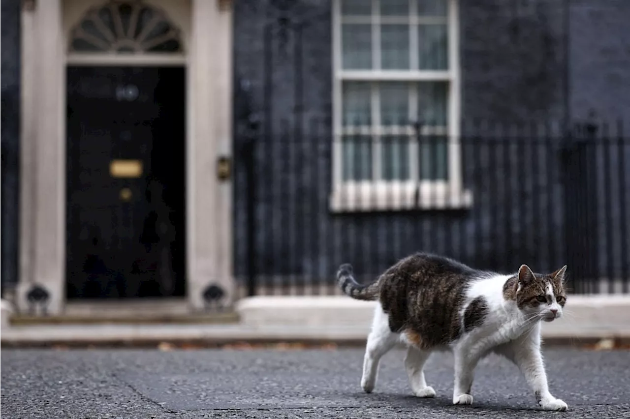 Larry the Downing Street cat gets ‘Russian’ rival