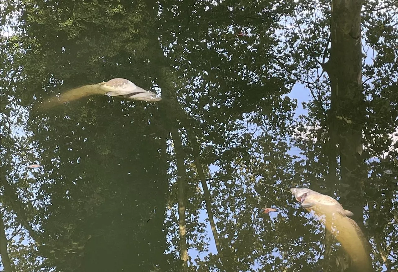 Lot-et-Garonne : des poissons retrouvés morts par centaines dans le canal, à Damazan