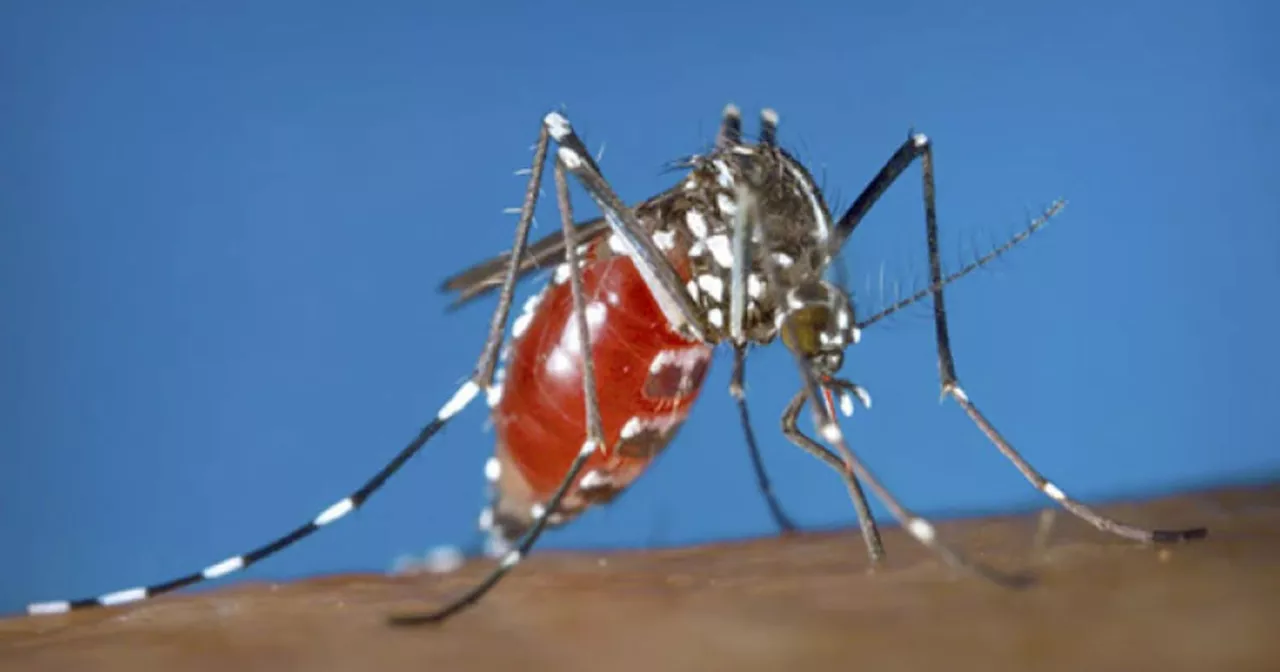 4 patay sa Mandaue tungod sa dengue