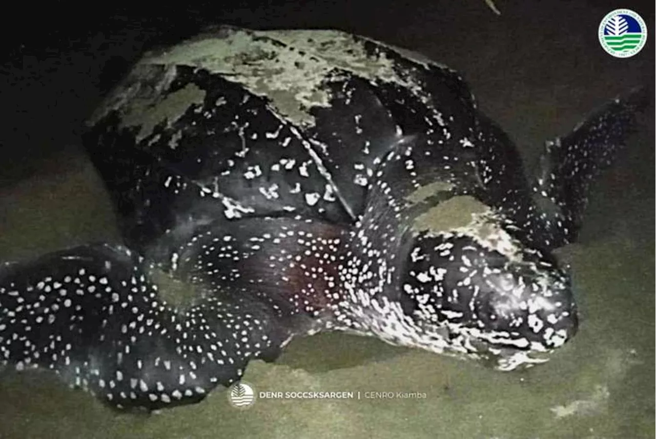 Leatherback sea turtle sighted in SarBay Protected Seascape