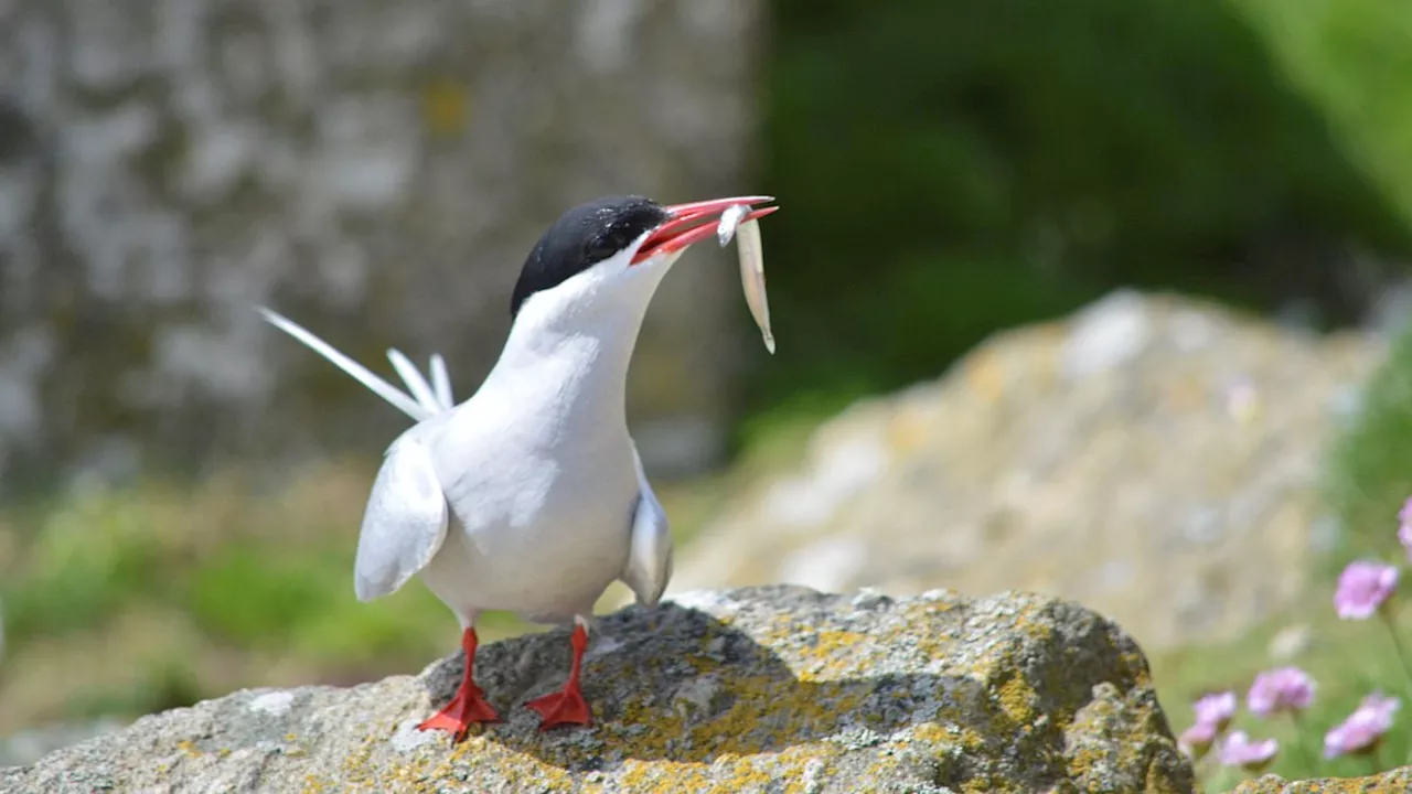 UK red list birds: Full list of 73 at risk after five seabirds added