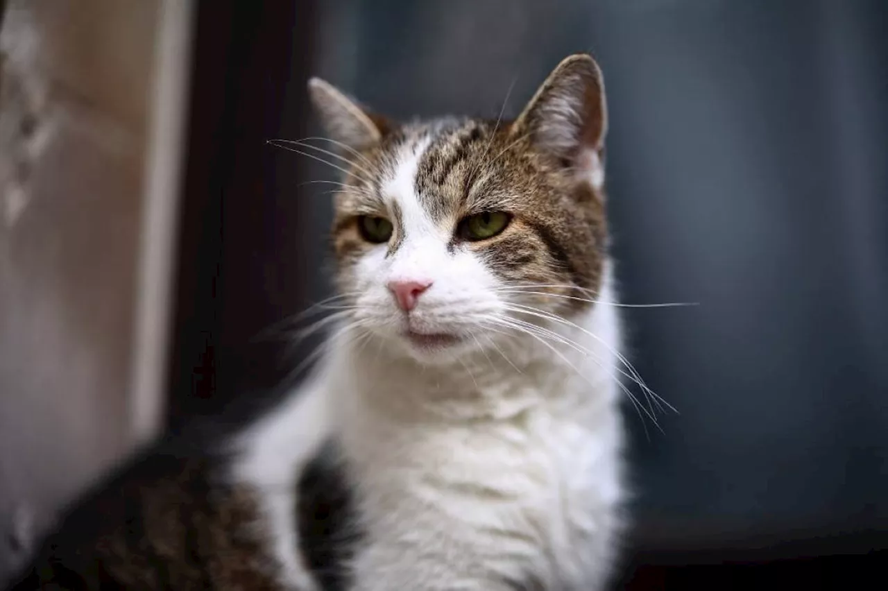 Downing Street cat Larry gets 'Russian' rival