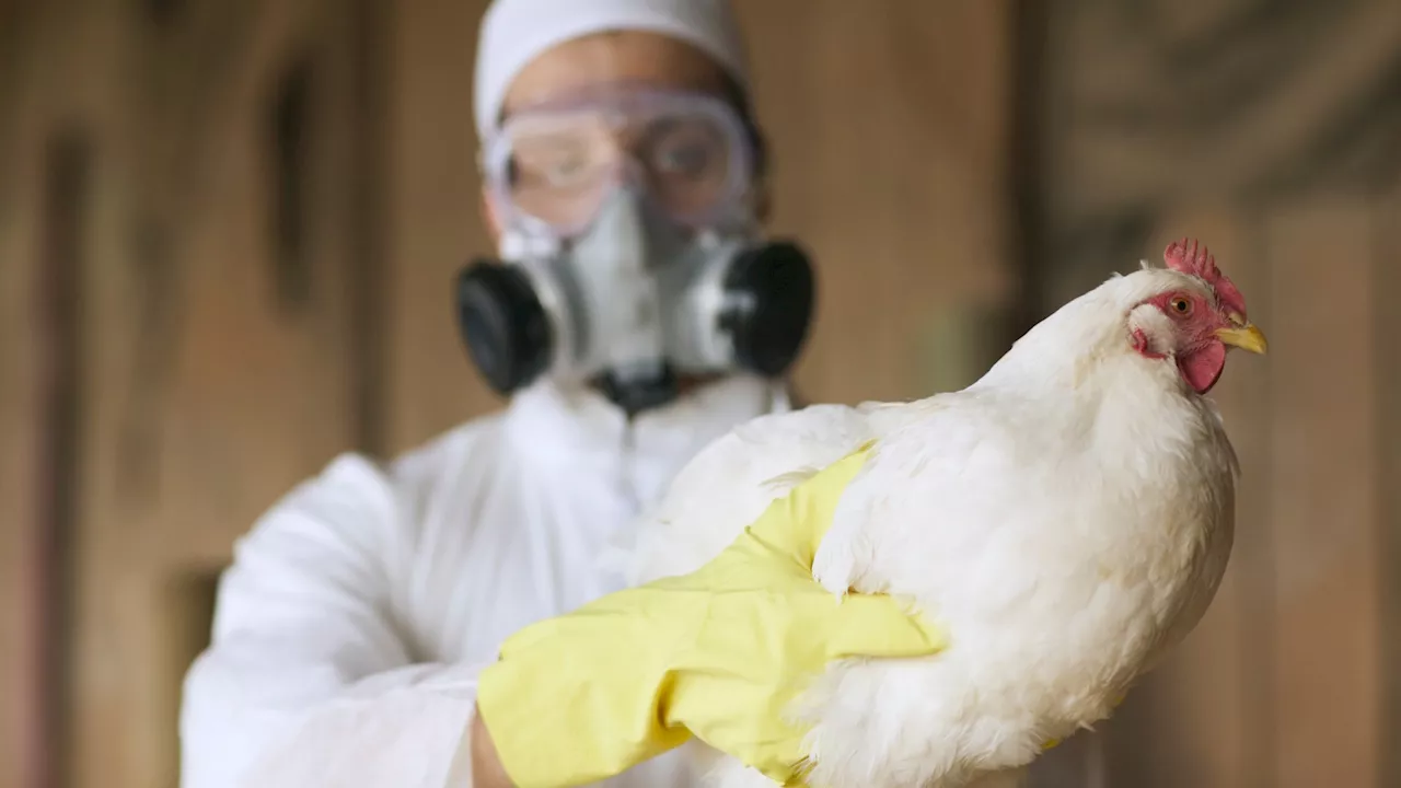 Girl, 15, killed by bird flu strain already found in the UK as the World Health Organisation issues urgent...