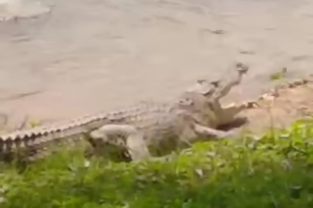 Perhilitan ‘buru’ buaya, letak tanda amaran di Tasik Seksyen 7