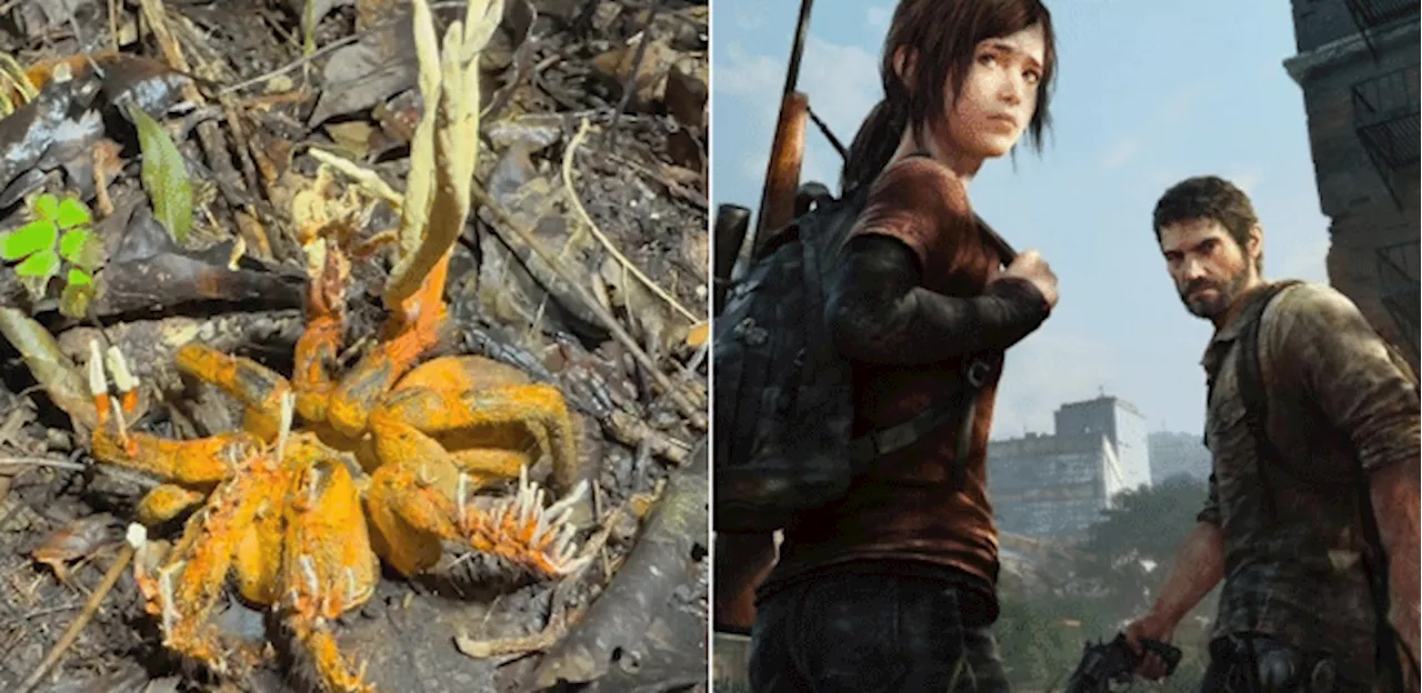 Fungo de 'The Last of Us' é encontrado em aranha infectada na Amazônia