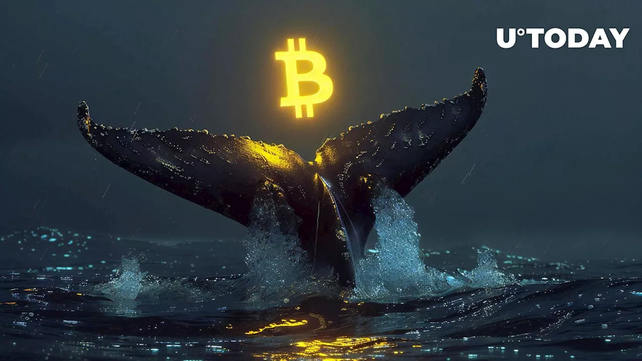 Half Billion Bitcoin Whale Suddenly Grabs Large BTC Chunk