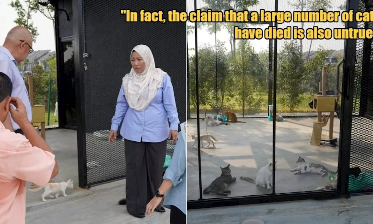 Klang Authorities Deny Allegations of Neglect & Deaths at Newly-Opened Stray Cat Park