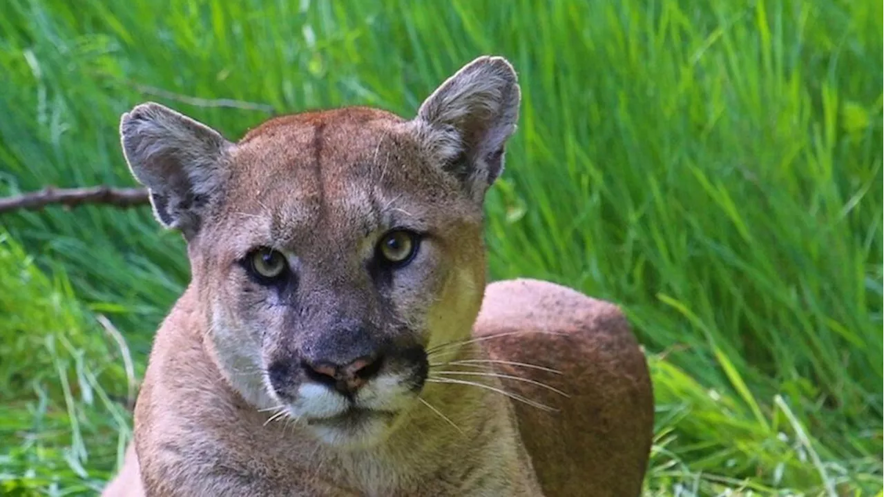 5-year-old boy attacked by mountain lion during family picnic near Los Angeles